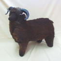 sheep1.jpg